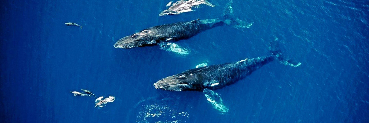Whale watching in Máncora en Piura